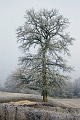 Le grand chene